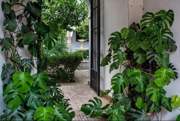 Apartamento De Dos Dormitorios En Plaza Alfaro Sevilla Dış mekan fotoğraf